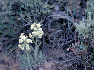 Cryptantha celosioides (Buttecandle)