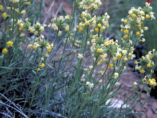 Cryptantha flava (Brenda's yellow cryptantha)