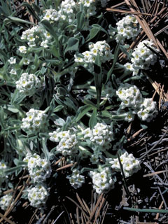 Cryptantha fulvocanescens (Tawny cryptantha)