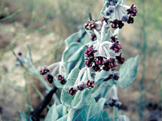 Asclepias californica (California milkweed)