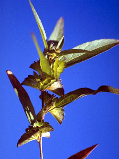 Acalypha gracilens (Slender threeseed mercury)