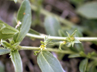 Argythamnia humilis (Low silverbush)