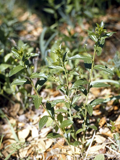 Argythamnia mercurialina (Tall silverbush)
