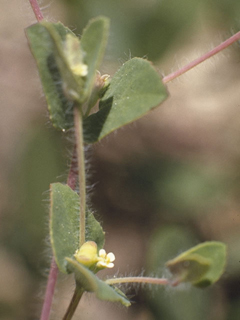 Chamaesyce villifera (Hairy sandmat)