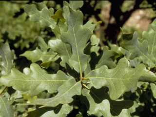 Quercus laceyi (Lacey oak)