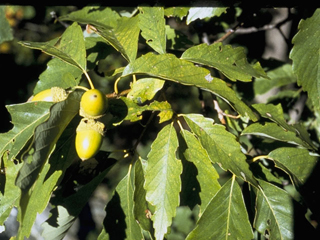 Quercus montana (Chestnut oak)