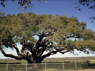 Quercus virginiana (Coastal live oak)