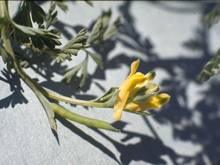 Corydalis micrantha (Smallflower fumewort)