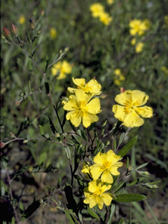 Helianthemum georgianum (Georgia frostweed)