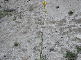 Erysimum arenicola (Cascade wallflower)