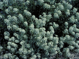 Lepidium montanum (Mountain peppergrass)