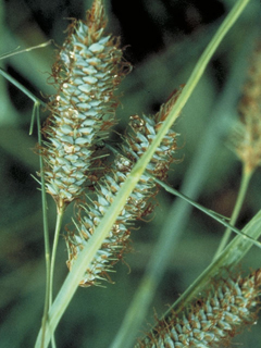Carex glaucescens (Southern waxy sedge)