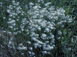 Eriophorum angustifolium (Tall cottongrass)