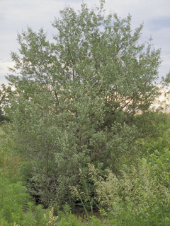Shepherdia argentea (Silver buffaloberry)