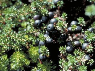 Empetrum nigrum (Black crowberry)