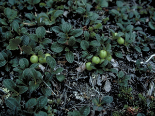 Arctostaphylos alpina (Alpine bearberry)