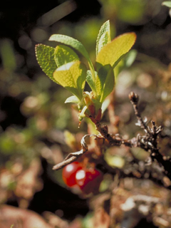 Arctostaphylos rubra (Red fruit bearberry)