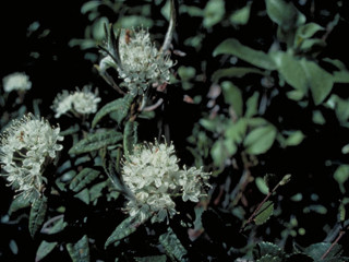 Ledum palustre (Marsh labrador tea)
