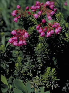 Phyllodoce empetriformis (Pink mountain heath)