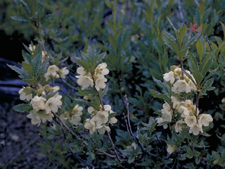 Rhododendron albiflorum (Cascade azalea)
