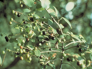 Vaccinium arboreum (Farkleberry)