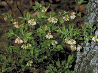 Vaccinium myrtilloides (Velvetleaf huckleberry)