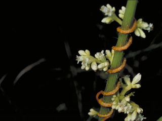 Cuscuta polygonorum (Smartweed dodder)