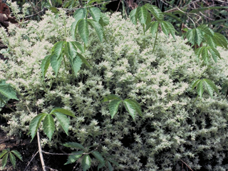 Sedum glaucophyllum (Cliff stonecrop)