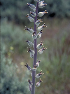 Caulanthus crassicaulis var. glaber (Thickstem wild cabbage)