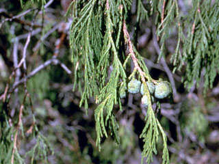 Juniperus flaccida (Weeping juniper)