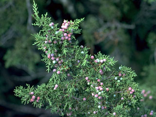 Juniperus pinchotii (Pinchot's juniper)
