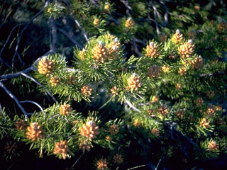 Pinus contorta (Lodgepole pine)