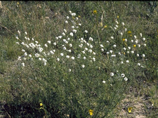 Dalea multiflora (Roundhead prairie clover)
