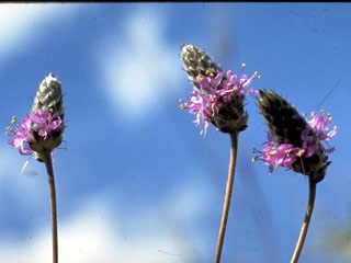 Dalea purpurea var. purpurea (Purple prairie clover)