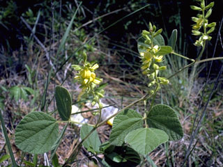 Rhynchosia latifolia (Prairie snoutbean)