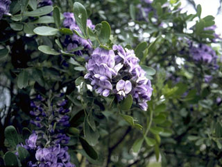 Sophora secundiflora (Texas mountain laurel)