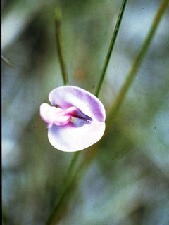 Strophostyles umbellata (Pink fuzzybean)