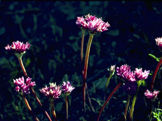 Allium campanulatum (Dusky onion)