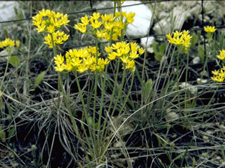 Allium coryi (Yellowflower onion)