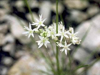 Allium kunthii (Kunth's onion)