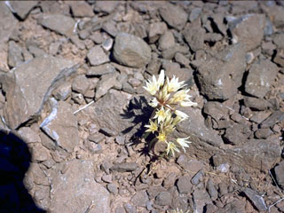 Allium praecox (Early onion)