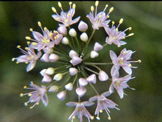 Allium stellatum (Autumn onion)