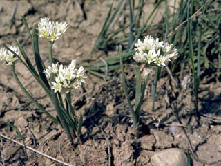 Allium textile (Textile onion)