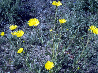 Geraea canescens (Hairy desert-sunflower)