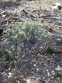 Pseudognaphalium obtusifolium ssp. obtusifolium (Blunt-leaf rabbit-tobacco)