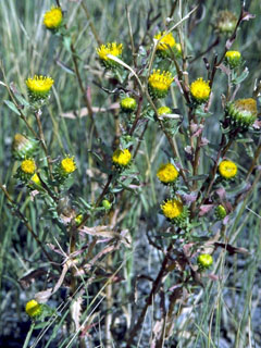 Grindelia integrifolia (Puget sound gumweed)