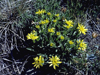 Tonestus lyallii (Lyall's goldenweed)
