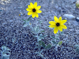 Helianthus niveus ssp. tephrodes (Algodones sunflower)