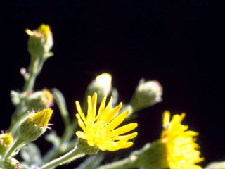 Heterotheca grandiflora (Telegraphweed)