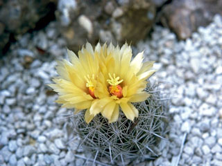 Coryphantha echinus (Rhinoceros cactus)